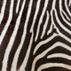 Illustration for article titled How The Zebra Got Its Stripes, With Alan Turing